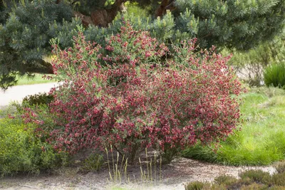 Produktbild von Cytisus scoparius 'Windlesham Ruby', Besenginster, rubinrot, 60–80 cm