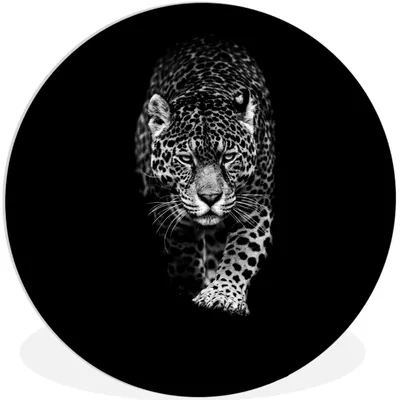 Produktbild von MuchoWow® Rundes Wandbild - Runde Bilder Tiere - Schwarz - Leopard - Weiß - Wild Ø 30 cm Kreis Wanddekoration Kunststoff - Wandkreis - Wandschmuck - Schlafzimmer - Bilder - Der Kreis - Kunst für die Wohnung - Plastik - Kunstdruck - Wandbild