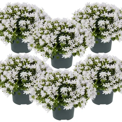 Produktbild von 6er-Set - Campanula Ambella White - Glockenblume - Bodendecker - Gartenpflanzen - Winterhart - Tierfreundlich - 10-20 cm Hoch - Topf 10,5 cm