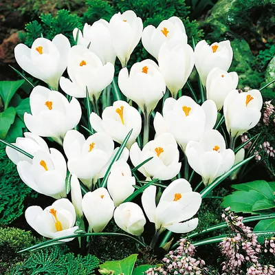 Zdjęcie produktu dla Krokus Biały 50 szt Krokusy Cebulki Cebule Krokusów