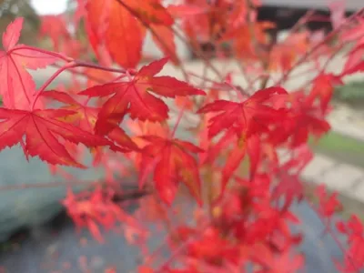 Produktbild von Ahorn palmatum - Japanischer Fächerahorn - Ursprungsart - 40-60