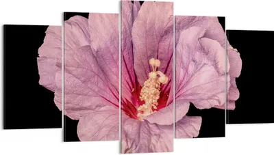 Produktbild von Bild auf Leinwand - Leinwandbild - 5 Teile - Hibiskus Blume Rosa - 160x85cm - Wand Bild - Wanddeko - Wandbilder - Leinwanddruck - Bilder - Wanddekoration - Leinwand bilder - Wandbild - EA160x85-4481