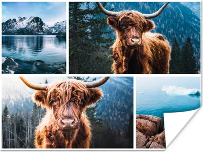 Produktbild von MuchoWow® Poster Schottischer Highlander - Collage - Berg 120x90 cm - Wandbild