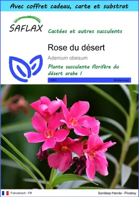 Image de SAFLAX Ensemble-cadeau - Rose du désert - 8 graines - Adenium