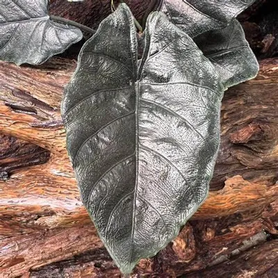 Image de Antoro Velvet (Alocasia 'chienlii') - 1 bulbe