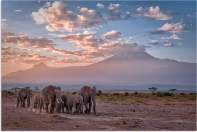 Produktbild von MuchoWow® Poster Elefant - Tiere - Abend - Landschaft - Savanne 180x120 cm - Fotoplakat