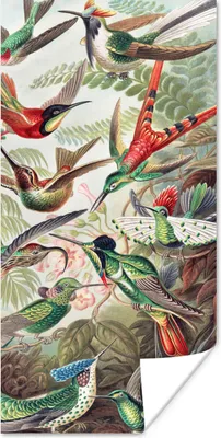 Produktbild von MuchoWow® Poster Kolibri - Vintage - Ernst Haeckel - Vogel - Kunst - Natur 80x160 cm - Kinderzimmer