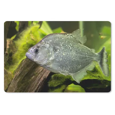 Produktbild von MuchoWow® Schreibtischunterlage Fisch - Grün - Fisch 60x40 cm - XXL Mauspad - Großes Mauspad