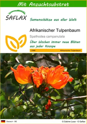 Produktbild von SAFLAX - Afrikanischer Tulpenbaum - Spathodea campanulata - 30 Samen - Mit keimfreiem Anzuchtsubstrat