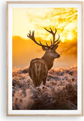 Produktbild von Gerahmtes Poster - Rahmen in heller Eiche - Herbst landschaft natur blatt - 61x91,5 cm - Wand Bild - Wanddeko - Wandbilder - Wandposter - Bilderrahmen - Bilder - Kunstdruck - Wandbild P2NPA61x91-2552