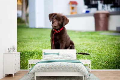 Produktbild von MuchoWow® Fototapete für Wohnzimmer oder Schlafzimmer Wandtapete Vinyl Motivtapete Labrador Retriever Welpe mit einem Tennisball - 450x300 cm - Gemusterte