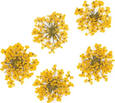 Image de MollyLac Fleurs d'ongles jaunes séchées, 5 pièces