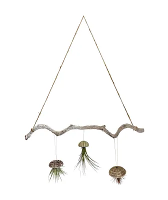 Produktbild von Liane weiß 60cm mit Seeigelgehäuse und Tillandsien