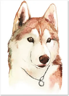 Produktbild von TPFLiving Kunstdruck LW-1010 (OHNE RAHMEN) Poster - Leinwand - Wandbild - Hochauflösender Giclée-Druck, langlebig und hochwertig - Hunde, Herz und Regenbogen für Kinderzimmer -  - Größe: 40x50cm