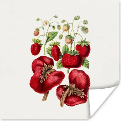 Produktbild von MuchoWow® Poster Erdbeeren - Obst - Lebensmittel 50x50 cm - Wohnzimmerdekoration