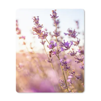 Produktbild von MuchoWow® Mauspad Mousepad Lavendel - Nahaufnahme - Sonne - Blumen - Lila 19x23 cm - Mousepads - Maus Mat - Pad - Mausunterlage - Mauspads - Spielen