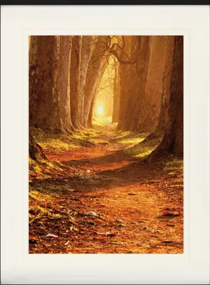 Produktbild von Forests Framed Picture With Elegant Passepartout | Wall Art | In Picture Frame - Autumn Colours, Magical Path (80 x 60 cm)