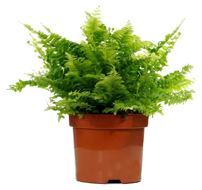 Produktbild von Schwertfarn - Nephrolepis | Zimmerpflanze für Zuhause oder das Büro