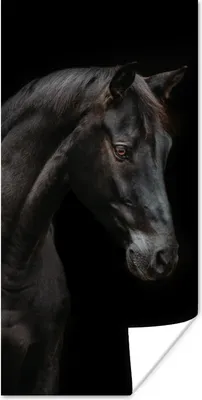 Produktbild von MuchoWow® Poster Pferd - Tiere - Schwarz - Porträt 60x120 cm - Wandschmuck