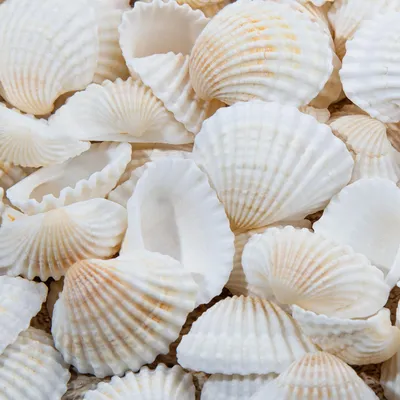 Produktbild von Set mit 330 natürlichen weißen Muscheln für Bastelarbeiten und Dekoration