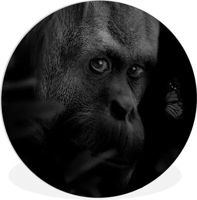Produktbild von MuchoWow® Rundes Wandbild - Runde Bilder Tiere - Affe - Natur - Schwarz - Weiß Ø 90 cm Kreis Wanddekoration Kunststoff - Wandkreis - Wandschmuck - Wand-Kreis - Wohnzimmer - Bild - Runde - Wanddeko - Dibond - Kunstdrucke