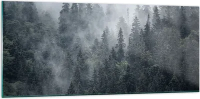 Produktbild von Bilder auf glas - Wald Baum Natur - 120x50cm - Glasbilder - Wandbilder - Kunstdruck - zum Aufhängen bereit - Wanddekoration aus Glas - Glas Bilder - Wandbild auf Glas - Einteilig - GAB120x50-4074