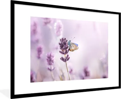 Produktbild von MuchoWow® Gerahmtes Poster Lavendel - Schmetterling - Nahaufnahme - Lila 90x60 cm - Poster mit Schwarzem Bilderrahmen Wandposter Rahmen Foto Bilder - Wanddekoration - Fotos