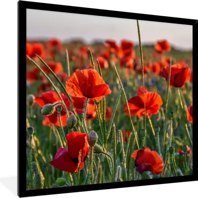 Produktbild von MuchoWow® Gerahmtes Poster Blumen - Mohnblumen - Natur - Rot 40x40 cm - Poster mit Schwarzem Bilderrahmen Wandposter Rahmen Foto Bilder - Mit Rahmen - Wanddekoration Schlafzimmer