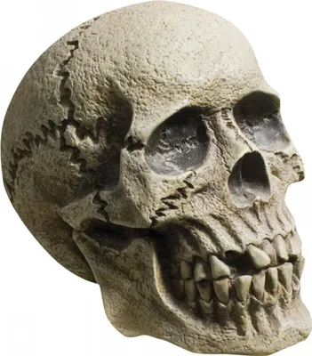 Produktbild von Skull Schädel grau-schwarz für realistische Halloween Grusel Dekoration Außen & Innen