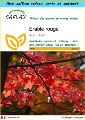 Image de SAFLAX Ensemble-cadeau - Erable rouge - 20 graines - Acer