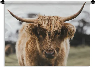 Produktbild von MuchoWow® Wandteppich Wandbehang Schottischer Highlander - Kuh - Gras - Tiere - Natur 150x112.50 cm Tapisserie Dekoration Wandtuch - Wanddecke - Wandteppiche
