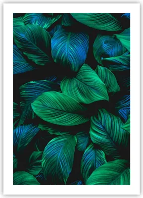 Produktbild von Poster - Poster ohne Rahmen - Blätter Pflanzen Exotik - 50x70 cm - Wand Bild - Wanddeko - Wandbilder - Kunstposter - Wandposter - Bilder - Kunstdruck - Wanddekoration - Wandbild - P2XPA50x70-5066