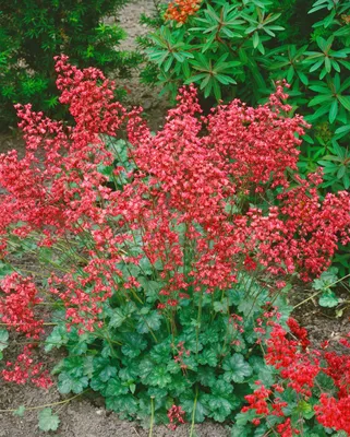 Produktbild von Purpurglöckchen Coral Forest 45 cm, im Topf - Heuchera sanguinea, immergrün