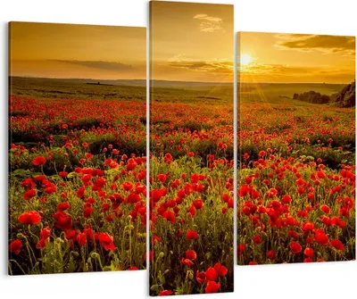 Produktbild von Bild auf Leinwand - Leinwandbild - Mohn Blume Wiese - 95x80cm - Wand Bild - Wanddeko - Wandbilder - Leinwanddruck - Bilder - Kunstdruck - Wanddekoration - Leinwand bilder - Wandkunst - CB95x80-3643