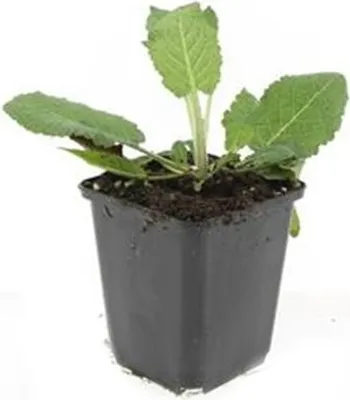 Zdjęcie produktu dla Szalwia ozdobna - Salvia nemorosa 'Mainacht' - Doniczka 9 cm - Zestaw 6 roslin