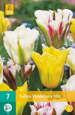Obrázok produktu pre Zmiešaná sada tulipánov Viridiflora (7 kusov) | Tulipánové cibuľky od spoločnosti Jub Holland