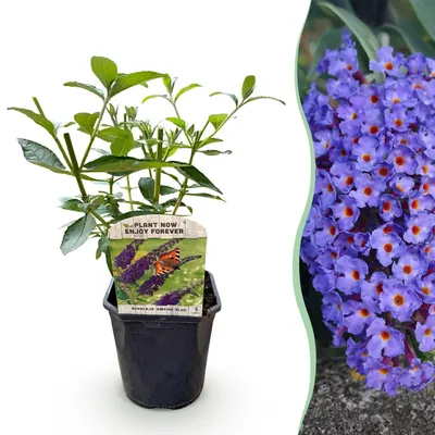 Image de Buisson de Buddleja davidii "Empire Blue" pour le jardin