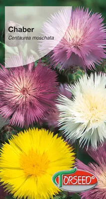 Produktbild von Einjährige Kornblumen-Samenmischung - Torseed