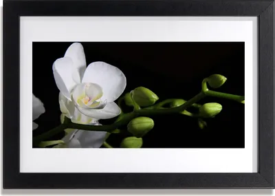 Produktbild von Bild 30x20 MDF-Rahmen Wandkunst Natur Blume Pflanze