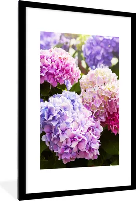 Produktbild von MuchoWow® Gerahmtes Poster Blumen - Hortensie - Rosa - Blätter - Sonne 60x90 cm - Poster mit Schwarzem Bilderrahmen Wandposter Rahmen Foto Bilder - Dekoration - Wandposter Wohnzimmer - Hochwertig