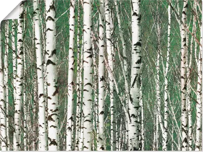 Produktbild von ARTland Poster Birkenwald - Bäume Größe: 60x45 cm