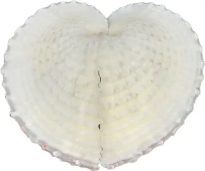 Produktbild von Corculum cardissa ca. 6cm | Herzmuschel