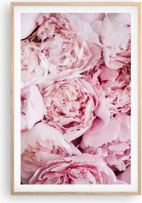 Produktbild von Gerahmtes Poster - Rahmen in heller Eiche - Blumenstrauß Blumen Rosa - 61x91,5 cm - Wand Bild - Wanddeko - Wandbilder - Kunstposter - Wandposter - Bilderrahmen - Bilder - Kunstdruck - P2NPA61x91-5001
