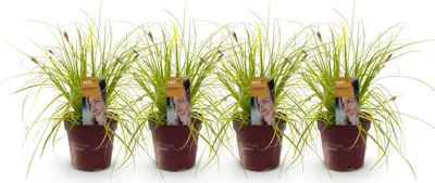 Image de Green boutiQ - Graminées ornementales - Carex oshimensis Everillo - Jaune - 4 plants - À feuillage persistant - Peu d'entretien - Pot de 17 cm - Hauteur 50 cm