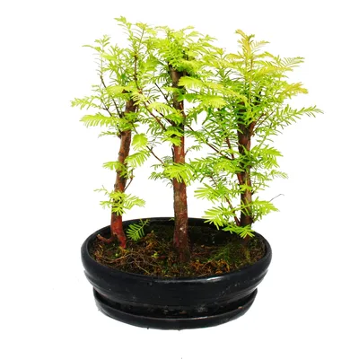 Image de Bonsaï d'extérieur - Metasequoia glyptostroboides - petite forêt de 3 plantes