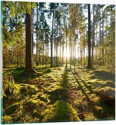 Produktbild von Bilder auf glas - Wald Baum Natur - 40x40cm - Glasbilder - Wandbilder - Kunstdruck - zum Aufhängen bereit - Wanddekoration aus Glas - Glas Bilder - Wandbild auf Glas - Einteilig - GAC40x40-3724