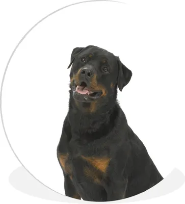 Produktbild von MuchoWow® Rundes Wandbild - Runde Bilder Rottweiler auf weißem Hintergrund Ø 60 cm Kreis Wanddekoration Kunststoff - Wandkreis - Wandschmuck - Wand Kreis - Das Schlafzimmer - Die Bilder - Wandmalerei - Kunst für das Haus - das Plastik