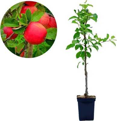 Image de Malus domestica « Red Spur Delicious » Pommier nain, pot de 5 litres