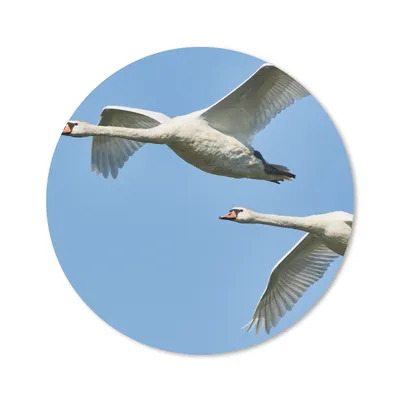 Produktbild von MuchoWow® Mauspad Mousepad Schwan - Vogel - Himmel - Blau 20x20 cm - Mousepads - Maus Mat - Pad - Mausunterlage - Schreibtischmatte