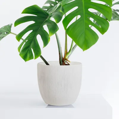 Obrázok produktu pre Keramický kvetináč, 25 cm, biely